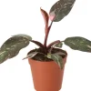 New Philodendron (Philodendron 'Pink Princess') D 12 H 40 cm Grünpflanzen|Philodendron