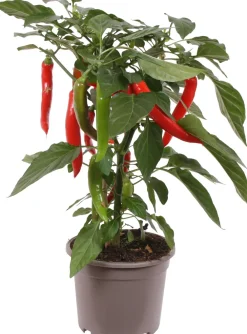Clearance Pick-&-Joy Chili rot (Capsicuum Anuum) D 14 H 40 cm Obst, Gemüse & Kräuter|Gemüsepflanzen
