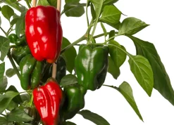 New Pick-&-Joy Mini-Paprika rot (Capsicum Annuum) D 14 H 40 cm Obst, Gemüse & Kräuter|Gemüsepflanzen