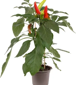 Best Pick-&-Joy Paprika mild (Capsicuum Anuum) D 14 H 40 cm Obst, Gemüse & Kräuter|Gemüsepflanzen