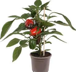 Outlet Pick-&-Joy Paprika rot (Capsicum Annuum) D 14 H 40 cm Obst, Gemüse & Kräuter|Gemüsepflanzen