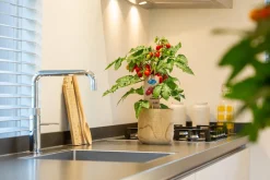 Sale Pick-&-Joy Pflaumentomate rot (Solanum lycopersicum) D 14 H 40 cm Obst, Gemüse & Kräuter|Gemüsepflanzen