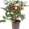 Outlet Pick-&-Joy Tomate rot (Solanum lycopersicum) D 14 H 40 cm Obst, Gemüse & Kräuter|Gemüsepflanzen