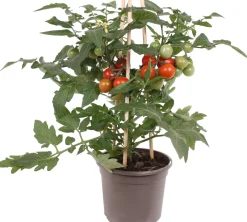 Outlet Pick-&-Joy Tomate rot (Solanum lycopersicum) D 14 H 40 cm Obst, Gemüse & Kräuter|Gemüsepflanzen