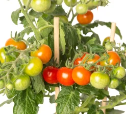 Outlet Pick-&-Joy Tomate rot (Solanum lycopersicum) D 14 H 40 cm Obst, Gemüse & Kräuter|Gemüsepflanzen
