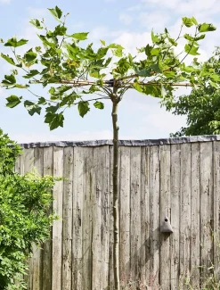 New Platane Dachform (Platanus acerifolia) Pflanzen Für Schatten