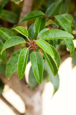 Best Portugiesischer Kirschlorbeer (Prunus lusitanica) D 18 cm Heckenpflanzen|Immergrüne Pflanzen