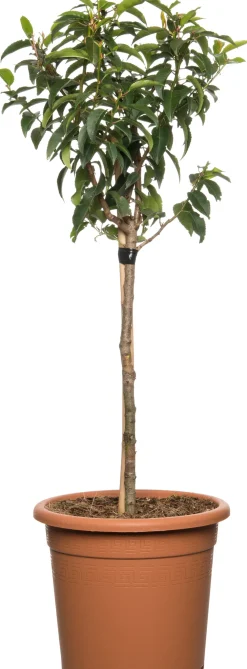 Best Portugiesischer Kirschlorbeer (Prunus lusitanica) Heckenpflanzen|Immergrüne Pflanzen