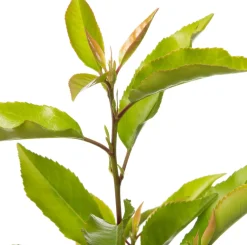 Sale Portugiesischer Kirschlorbeer (Prunus lusitanica 'Angustifolia') D 23 H 50 cm Immergrüne Pflanzen|Winterharte Pflanzen