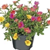 Sale Portulak (Portulaca) D 12 H 15 cm Einjährige Pflanzen|Portulak
