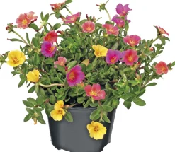 Sale Portulak (Portulaca) D 12 H 15 cm Einjährige Pflanzen|Portulak