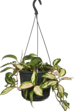 Clearance Porzellanblume (Hoya carnosa 'Tricolor') D 15 H 30 cm Für Sonne|Grünpflanzen