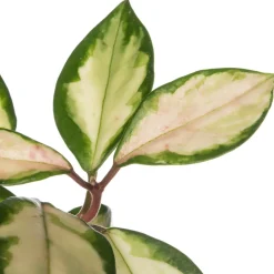 Clearance Porzellanblume (Hoya carnosa 'Tricolor') D 15 H 30 cm Für Sonne|Grünpflanzen