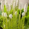 Prachtscharte (Liatris Spicata 'Alba') Blühende Pflanzen|Mehrjährige Pflanzen