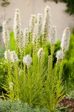 Prachtscharte (Liatris Spicata 'Alba') Blühende Pflanzen|Mehrjährige Pflanzen