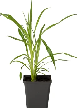 Best Prachtscharte (Liatris spicata 'Floristan Weiss') D 9 H 5 cm Blühende Pflanzen|Mehrjährige Pflanzen