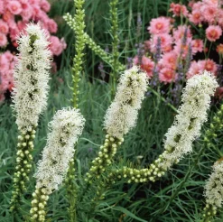 Best Prachtscharte (Liatris spicata 'Floristan Weiss') D 9 H 5 cm Blühende Pflanzen|Mehrjährige Pflanzen