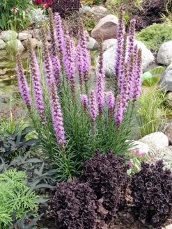 Sale Prachtscharte (Liatris spicata) Mehrjährige Pflanzen|Blühende Pflanzen
