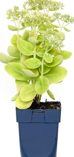 New Prächtige Fetthenne (Sedum Spectabile 'Stardust') Mehrjährige Pflanzen|Fetthenne