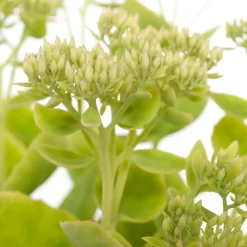 New Prächtige Fetthenne (Sedum Spectabile 'Stardust') Mehrjährige Pflanzen|Fetthenne