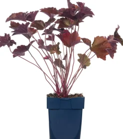 New Purpurglöckchen (Heuchera micrantha 'Palace Purple') Mehrjährige Pflanzen