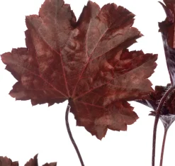 New Purpurglöckchen (Heuchera micrantha 'Palace Purple') Mehrjährige Pflanzen