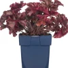 Hot Purpurglöckchen (Heuchera 'Melting Fire') D 11 H 10 cm Winterharte Pflanzen|Mehrjährige Pflanzen