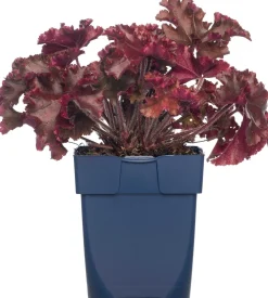 Hot Purpurglöckchen (Heuchera 'Melting Fire') D 11 H 10 cm Winterharte Pflanzen|Mehrjährige Pflanzen