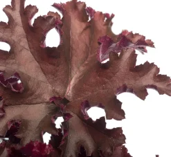 Hot Purpurglöckchen (Heuchera 'Melting Fire') D 11 H 10 cm Winterharte Pflanzen|Mehrjährige Pflanzen