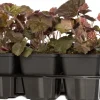 Outlet Purpurglöckchen (Heuchera micrantha 'Palace Purple') 6er-Pack D 9 H 15 cm Winterharte Pflanzen|Mehrjährige Pflanzen