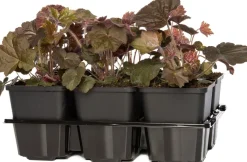 Outlet Purpurglöckchen (Heuchera micrantha 'Palace Purple') 6er-Pack D 9 H 15 cm Winterharte Pflanzen|Mehrjährige Pflanzen
