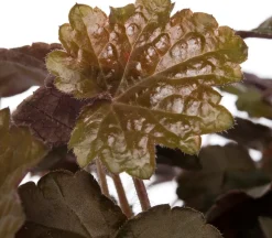 Outlet Purpurglöckchen (Heuchera micrantha 'Palace Purple') 6er-Pack D 9 H 15 cm Winterharte Pflanzen|Mehrjährige Pflanzen