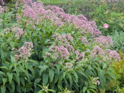 Hot Purpur-Wasserdost (Eupatorium purpureum) D 11 H 200 cm Mehrjährige Pflanzen|Blühende Pflanzen