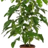 Queensland-Strahlenaralie (Schefflera actinophylla 'Amate') D 24 cm H 110 cm Große Pflanzen|Grünpflanzen