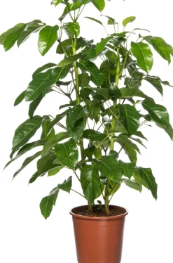 Queensland-Strahlenaralie (Schefflera actinophylla 'Amate') D 24 cm H 110 cm Große Pflanzen|Grünpflanzen
