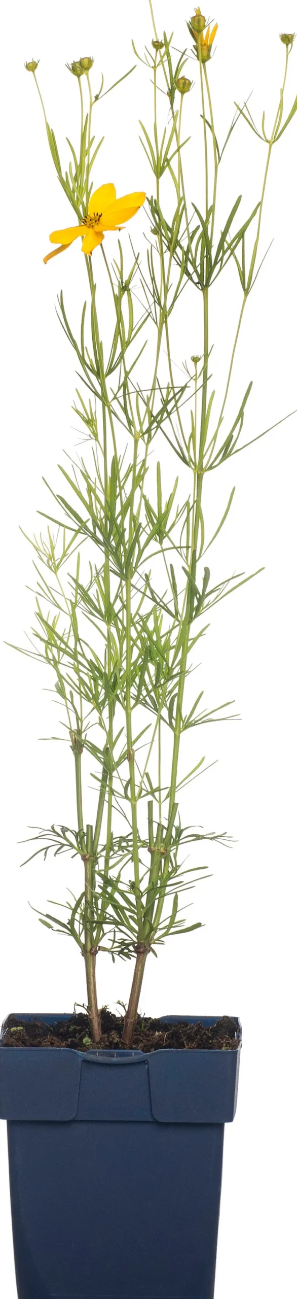 Clearance Quirlblättriges Mädchenauge (Coreopsis verticillata) D 11 H 5 cm Blühende Pflanzen|Mehrjährige Pflanzen