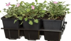 New Reiherschnabel (Erodium variabile 'Bishops Form') Blühende Pflanzen|Immergrüne Pflanzen