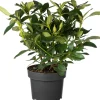 Clearance Rhododendron (Rhododendron 'Cunningham's White') D 23 H 40 cm Immergrüne Pflanzen|Winterharte Pflanzen