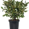 Rhododendron (Rhododendron 'Percy Wiseman') D 15 H 35 cm Blühende Pflanzen|Immergrüne Pflanzen