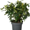 Online Rhododendron (Rhododendron 'Marcel Menard') D 23 H 40 cm Immergrüne Pflanzen|Winterharte Pflanzen
