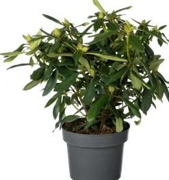 Online Rhododendron (Rhododendron 'Marcel Menard') D 23 H 40 cm Immergrüne Pflanzen|Winterharte Pflanzen
