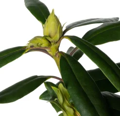 Online Rhododendron (Rhododendron 'Marcel Menard') D 23 H 40 cm Immergrüne Pflanzen|Winterharte Pflanzen