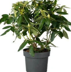 Online Rhododendron (Rhododendron 'Blue Peter') D 23 H 40 cm Immergrüne Pflanzen|Winterharte Pflanzen