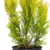 New Riesen-Lebensbaum (Thuja Plicata Forever Goldy) Heckenpflanzen|Lebensbaum