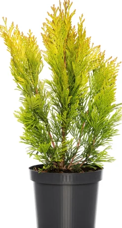 New Riesen-Lebensbaum (Thuja Plicata Forever Goldy) Heckenpflanzen|Lebensbaum