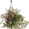 Discount Rio-Dreimasterblume (Tradescantia fluminensis 'Quadricolor') D 17 H 35 cm Grünpflanzen|Tradescantia