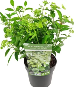Discount Rispenhortensie (Hydrangea paniculata 'Prim White') D 19 H 40 cm Hortensien|Blühende Pflanzen