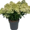 Discount Rispenhortensie (Hydrangea paniculata 'Bobo') D 32 H 50 cm Hortensien|Blühende Pflanzen