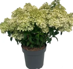 Discount Rispenhortensie (Hydrangea paniculata 'Bobo') D 32 H 50 cm Hortensien|Blühende Pflanzen