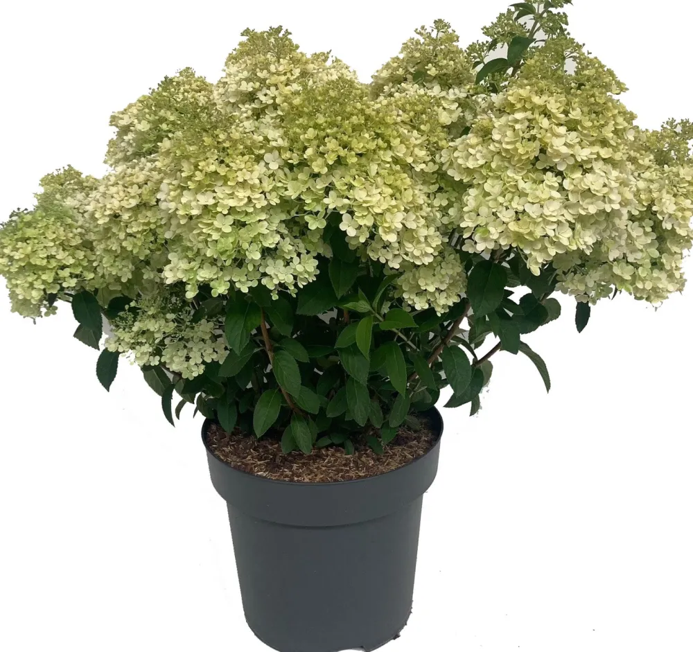 Discount Rispenhortensie (Hydrangea paniculata 'Bobo') D 32 H 50 cm Hortensien|Blühende Pflanzen